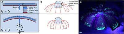 Jellyfish-Inspired Soft Robot Driven by Fluid Electrode Dielectric Organic Robotic Actuators
